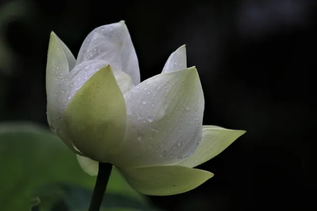 その他の花の開花情報