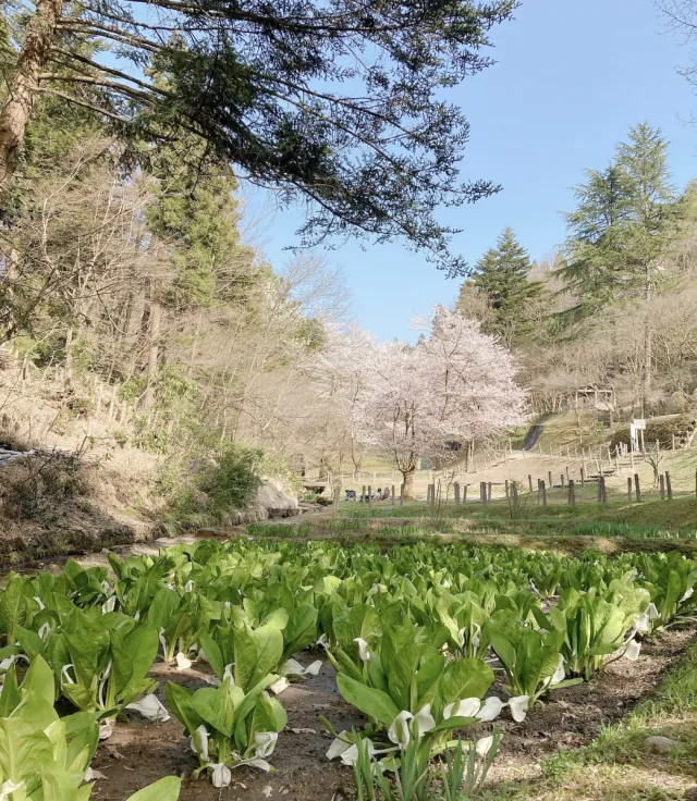 桜の開花状況