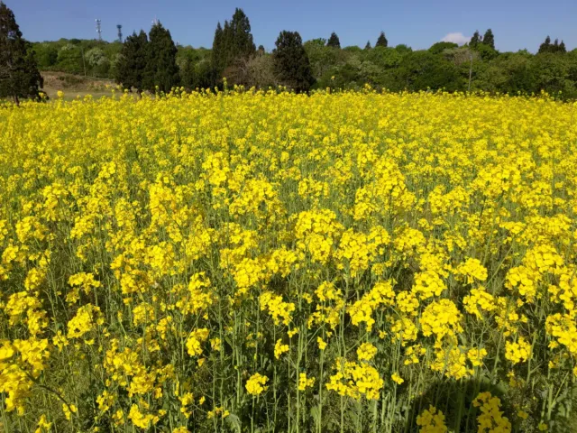 菜の花の開花状況