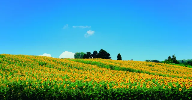 山本山菜の花畑／ひまわり畑
