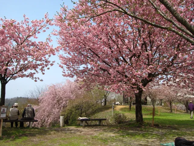 大峰山桜公園
