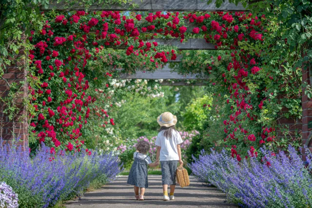 バラの開花状況