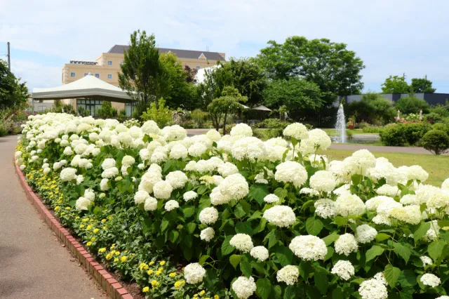 その他の花の開花情報