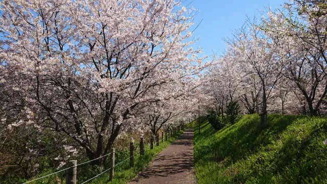 桜の開花状況