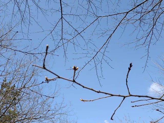 寺泊日本海夕日の森 桜並木