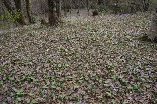カタクリの開花状況