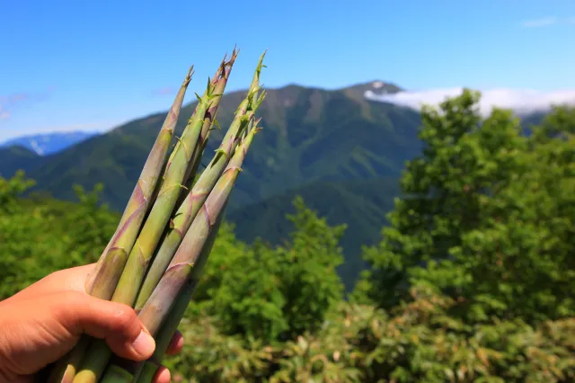 山たけのこ山菜ウィーク2026