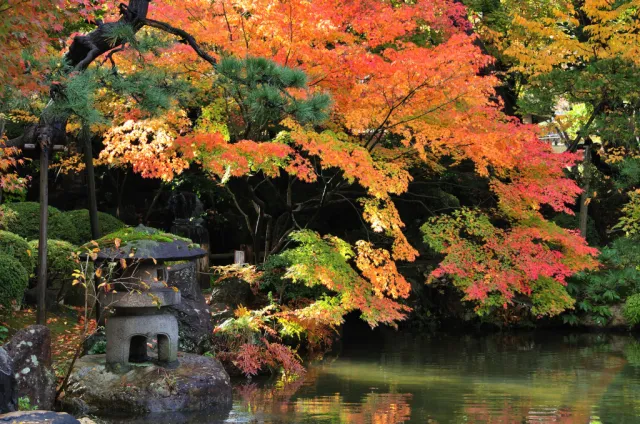 紅葉の見頃