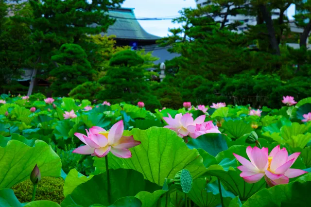 白山公園