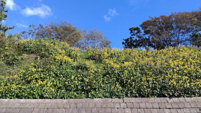 その他の花の開花情報