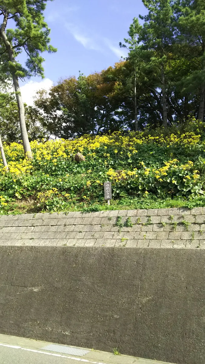 つわぶき坂