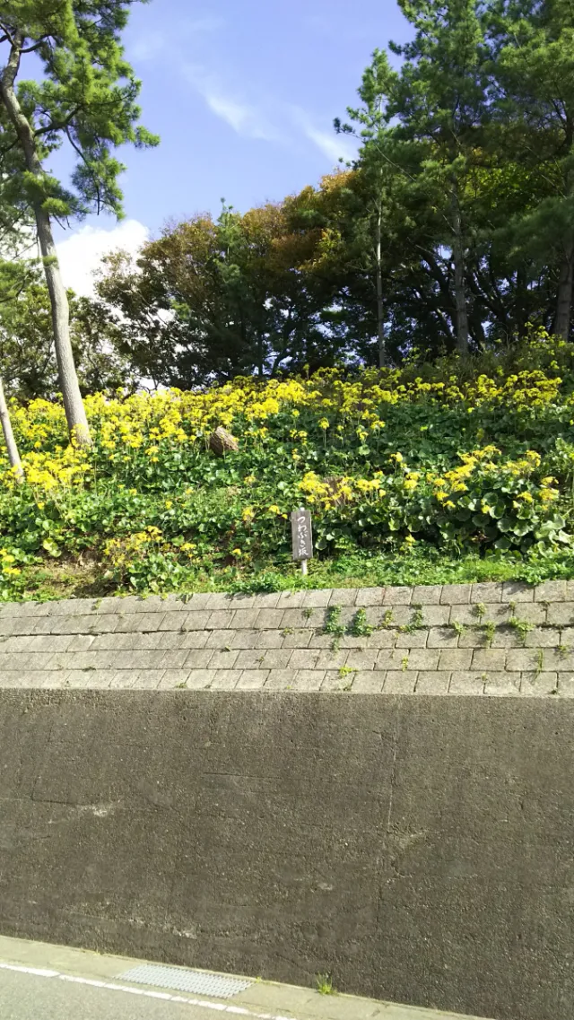 寺泊つわぶき祭