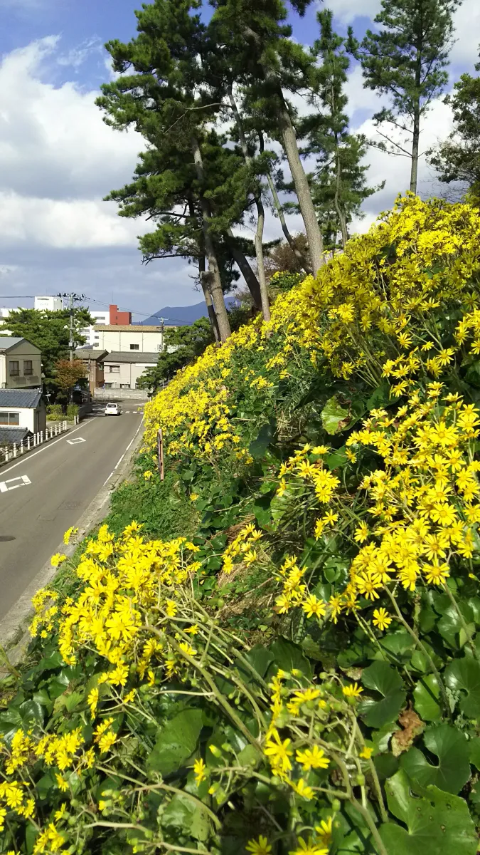 太陽の光に映えるつわぶき
