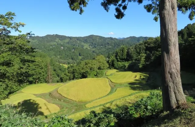 越後松代棚田群 儀明の棚田