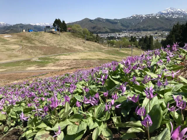 小出公園カタクリ群生地