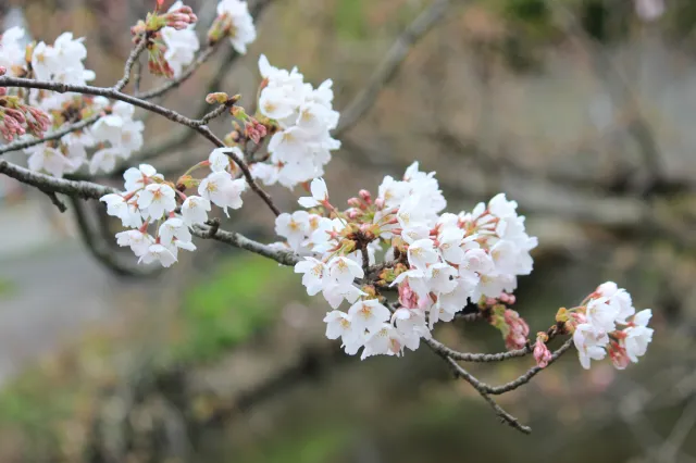 乙宝寺の桜