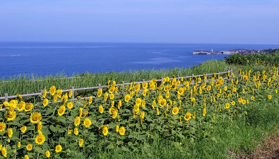 日本海をバックに咲く佐渡ならではの光景です。