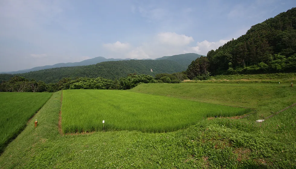海岸段丘の上に連なる棚田