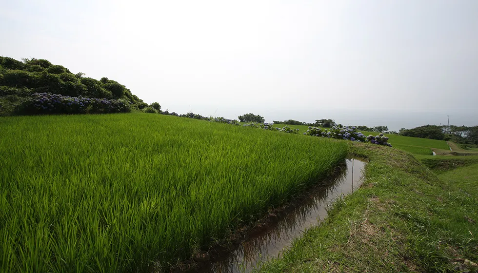 田んぼの「江(え)」