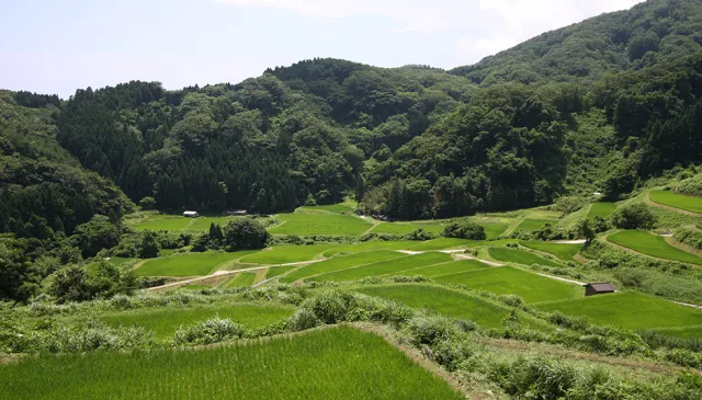 片野尾棚田