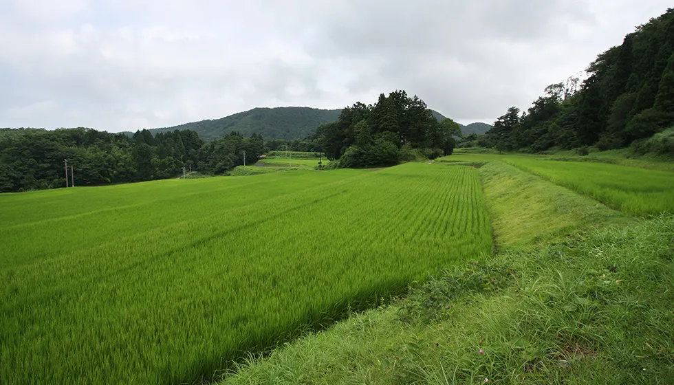 猿八棚田の景観