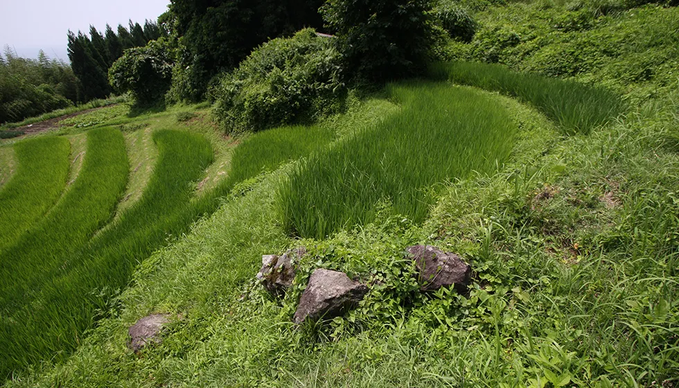 月布施棚田の景観