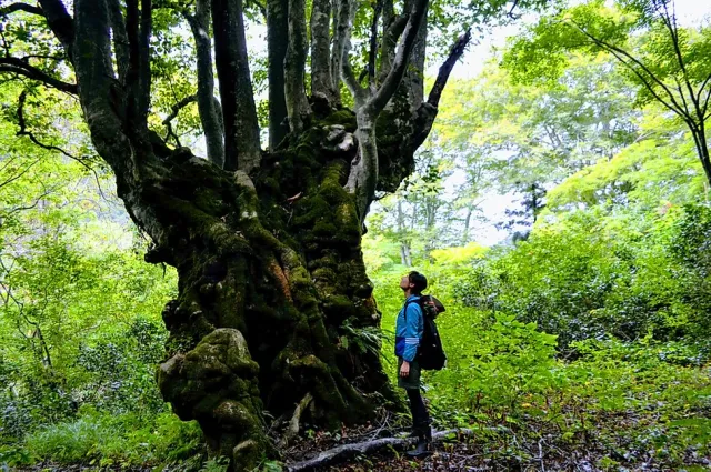 紅葉に染まる「ししのくら森」散策ツアー