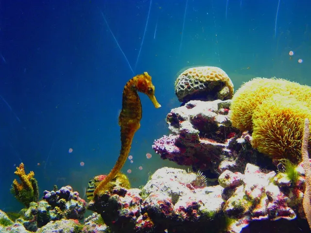 寺泊水族博物館　水生生物探索会「タツノオトシゴを見つけよう」