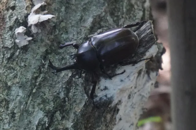 国営越後丘陵公園「親子で学ぼう！カブトムシ・ノコギリクワガタの飼い方講座」