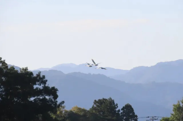 白鳥渡来情報2026‐2027