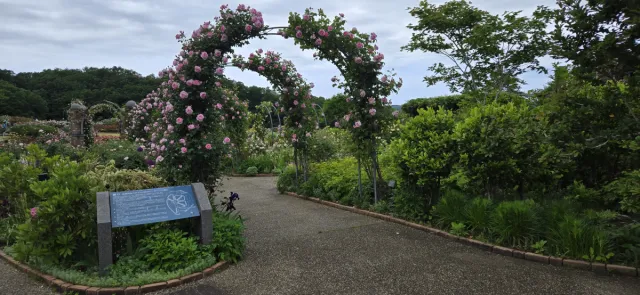国営越後丘陵公園「香りのばらまつり」