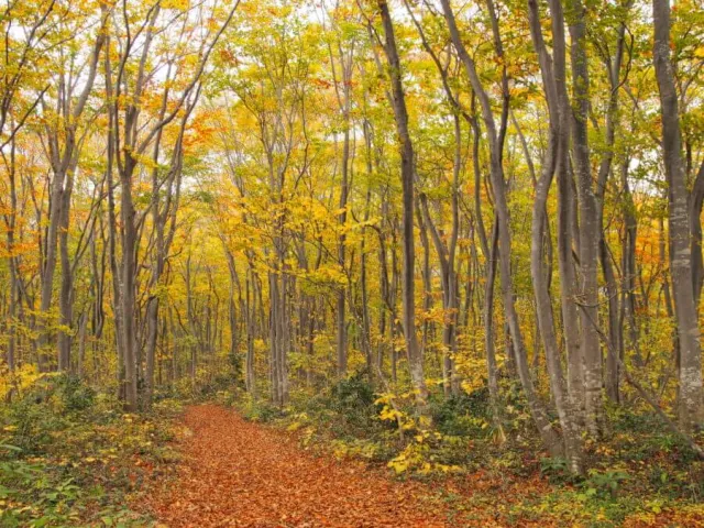 当間山のブナ林
