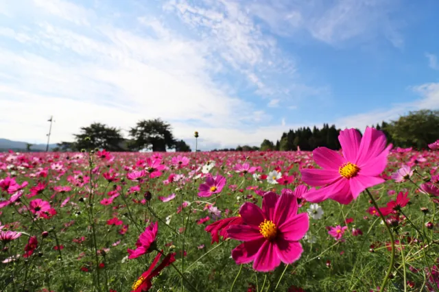 コスモスの開花状況
