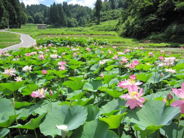 二ツ屋の二千年蓮