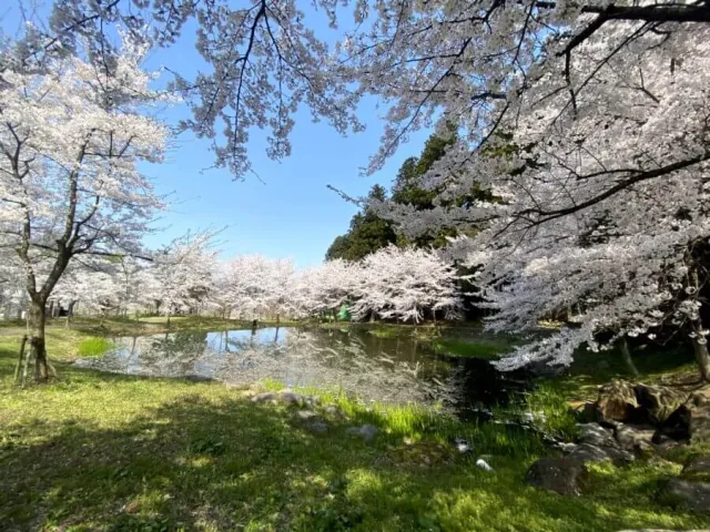 大井田の郷公園の桜
