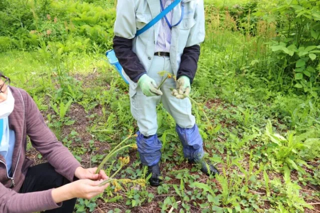 にいがた松之山山菜園