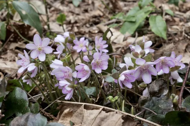 雪割草の開花状況