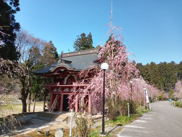 桜の開花状況
