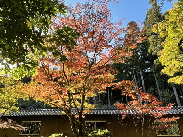 紅葉の見頃