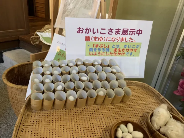 国営越後丘陵公園「ぼこさま特別展～カイコと養蚕～」