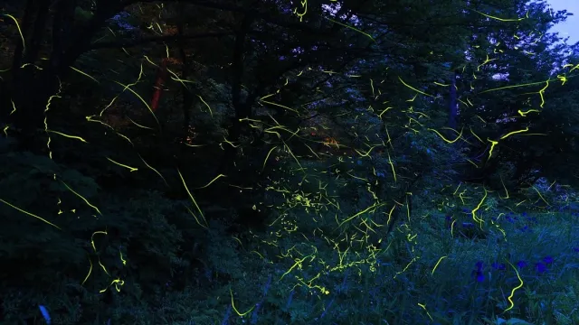 雪国植物園「ホタルの夕べ」