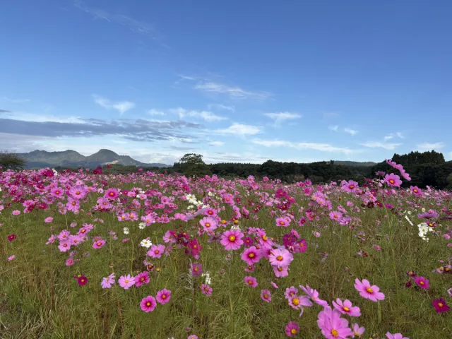 コスモスの開花状況