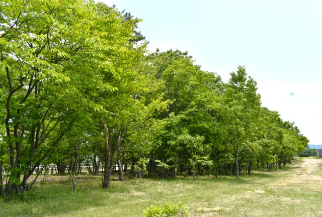 胎内市キャンプ場 牧場の一角にある松原ステーブルス