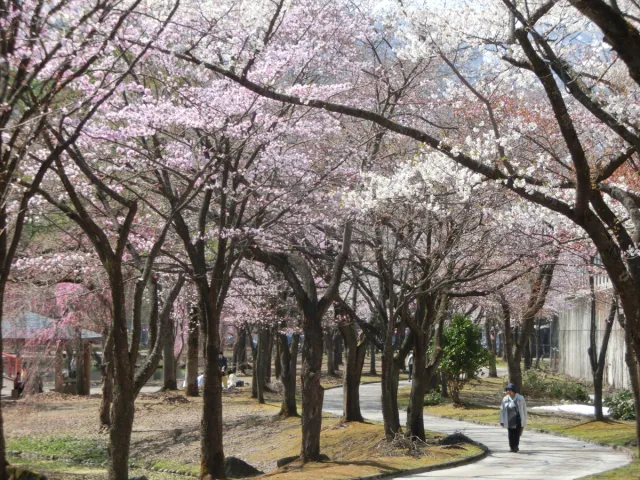 湯沢中央公園の桜