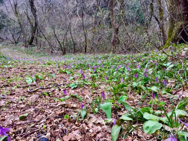 胎内市持倉 カタクリ群生地