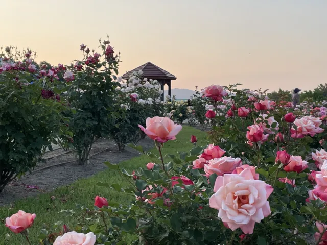 国営越後丘陵公園「サンセットオープン」