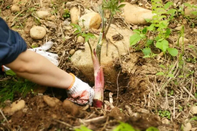 【山菜体験】春の息吹を感じる 山菜採りアドベンチャー（ラン…