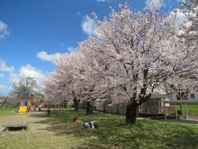 桜の開花状況