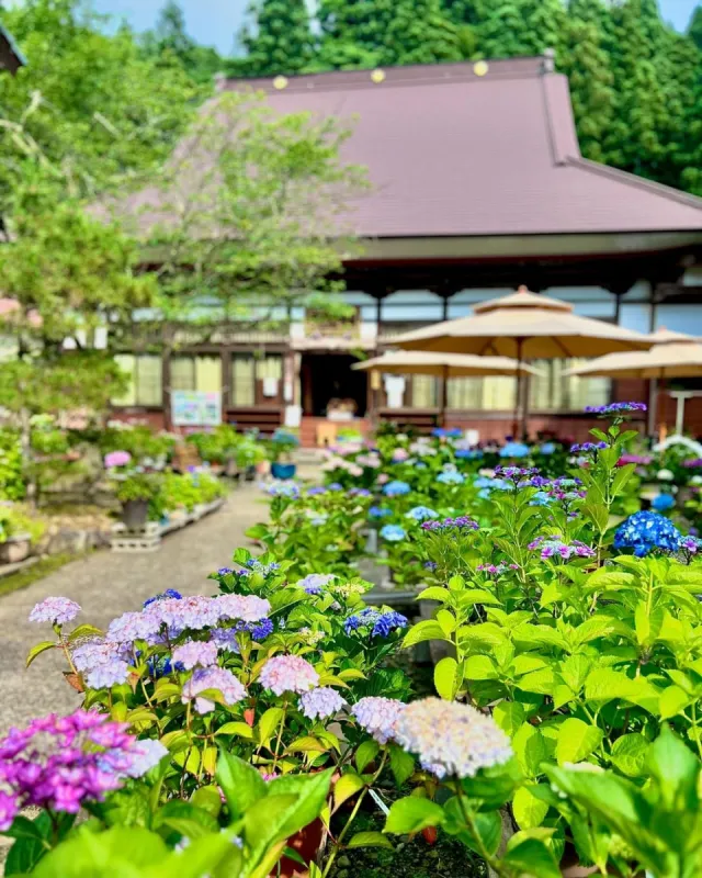 光照寺