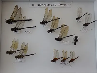 国営越後丘陵公園『昆虫標本づくり』